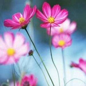 Meet your Posher, Kendra